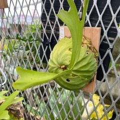 【観葉植物】 商談中　ビカクシダ　p. リドレイ　❷番の画像