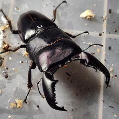 106.2mm同腹　♂91.0mm×♀49.0mm　スマトラヒラタアチェ同腹ペアの画像