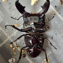 106.2mm同腹　♂91.0mm×♀49.0mm　スマトラヒラタアチェ同腹ペアの画像