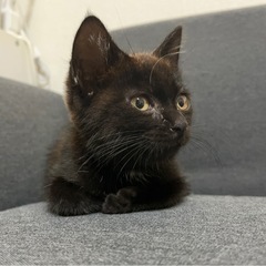 1ヵ月半のくろねこ🚹