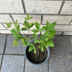 ② 可愛い
南天　ナンテンの画像
