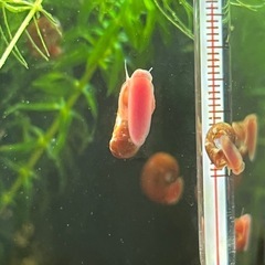 レッドラムズホーン30匹＋水草マツモ少しの画像