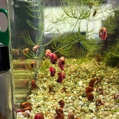 レッドラムズホーン30匹＋水草マツモ少しの画像