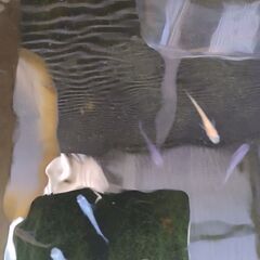 めだかの画像