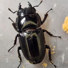 ♂93.4mm×♀51.0mm　スマトラヒラタアチェ同腹ペアの画像