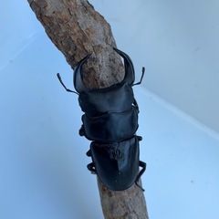 新成虫！オオクワガタ☆ホペイオオクワガタ ペア 未使用の画像