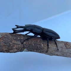 新成虫！オオクワガタ☆ホペイオオクワガタ ペア 未使用の画像