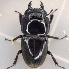 108mm B同腹　♂96.4mm×♀51.8mm　スマトラヒラタアチェ同腹ペアの画像