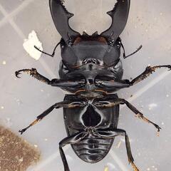 108mm B同腹　♂96.4mm×♀51.8mm　スマトラヒラタアチェ同腹ペアの画像