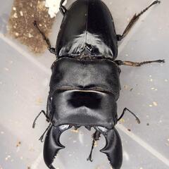 108mm B同腹　♂96.4mm×♀51.8mm　スマトラヒラタアチェ同腹ペアの画像