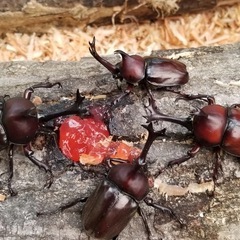 野生のカブトムシ♂♀の画像