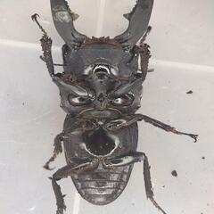 ♂89.5mm×♀47.6mm　スマトラヒラタアチェ同腹ペアの画像