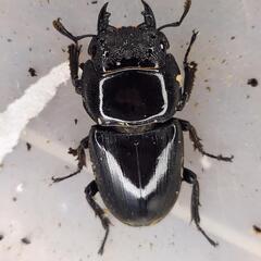 ♂89.5mm×♀47.6mm　スマトラヒラタアチェ同腹ペアの画像
