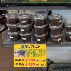 カブトムシ（ペア）の画像
