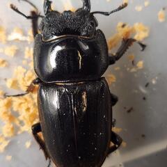 ♂88.4mm×♀48.4mm　スマトラヒラタアチェ異腹ペアの画像