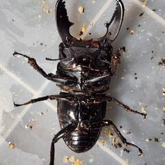♂88.4mm×♀48.4mm　スマトラヒラタアチェ異腹ペアの画像