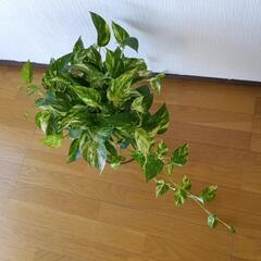 ポトスの画像
