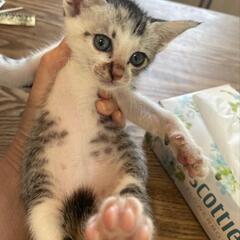 1ヶ月ミケちゃん