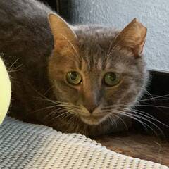 里親募集！★グレー★里親会には参加しません。