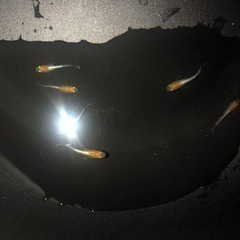アマテラス　メダカの画像