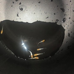 アマテラス　メダカの画像
