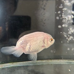 らんちゅう②の画像