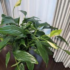 【お譲り先決定】観葉植物　スパティフィラムの画像
