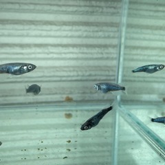 【お取引き中】
蒼黒めだか⭐︎メダカの画像