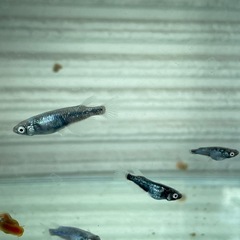 【お取引き中】
蒼黒めだか⭐︎メダカの画像