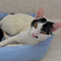 オス猫ちゃんの里親募集してます！