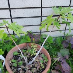 金木犀、イチジクの画像