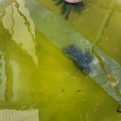 MIXメダカ稚魚20匹の画像