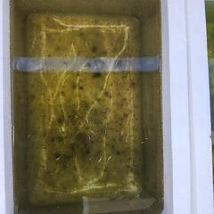 MIXメダカ稚魚20匹の画像