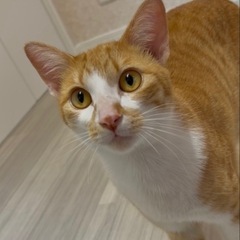 ネコちゃんの里親探してます！