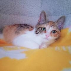 里親募集！★たまちゃん★トライアル中