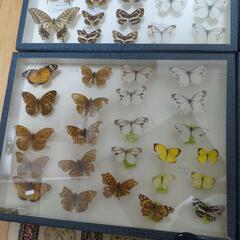 昆虫標本　昆虫採集　自由研究　蝶　トンボの画像