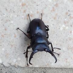 糟屋郡久山町　天然　コクワガタ　昆虫　ペットの画像