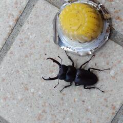 糟屋郡久山町　天然　コクワガタ　昆虫　ペットの画像