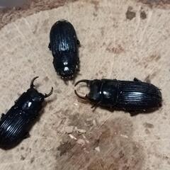 【7/13 採集④】※珍品 ネブトクワガタ ♂♂♀ ３匹の画像