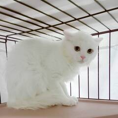 里親募集♥スノー♥トライアル中