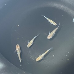 メダカ　大虹5匹
の画像