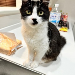 やや長毛のハチワレ