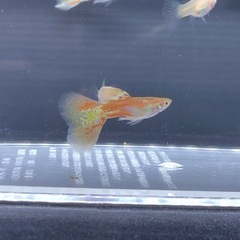 RREAレッドグラスグッピーセット
の画像