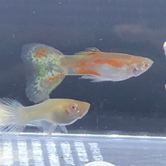 RREAレッドグラスグッピーセット
の画像