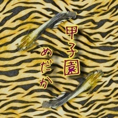 メダカ　めだか　MIX 100円〜の画像