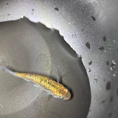 メダカ　大虹5匹　　2番の画像
