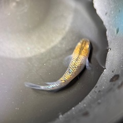 メダカ　大虹5匹　　2番の画像