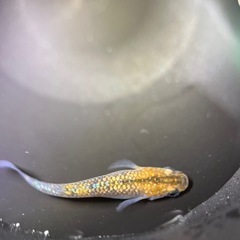 メダカ　大虹5匹　　2番の画像