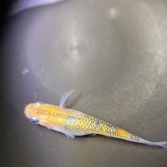 メダカ　大虹5匹　　2番の画像