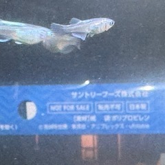 メダカの画像